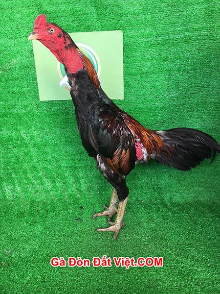1 cá thể gà trong trang trại gà chọi Ba Bảo Bình Định giá 15 triệu
