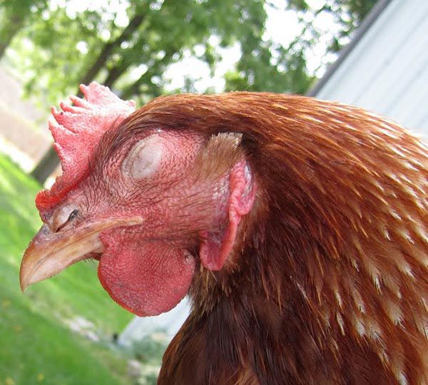 Bệnh đậu gà có thể gây mù lòa trên gà.
