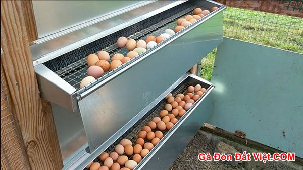 Cách làm chuồng gà đẻ trứng có khay hứng trứng rất hiện đại. Có luôn mái che tránh nắng mưa cho gà mái.