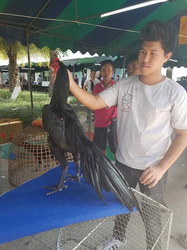 Đặc điểm gà chọi Thái Lan nhìn có hệ thống lông mượt mà. Ảnh chụp của 1 trang trại hay cuộc thi gà chọi gì đó ở Thái Lan.