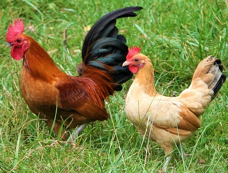 Dòng gà tre Nam Kinh - Nakin Chicken