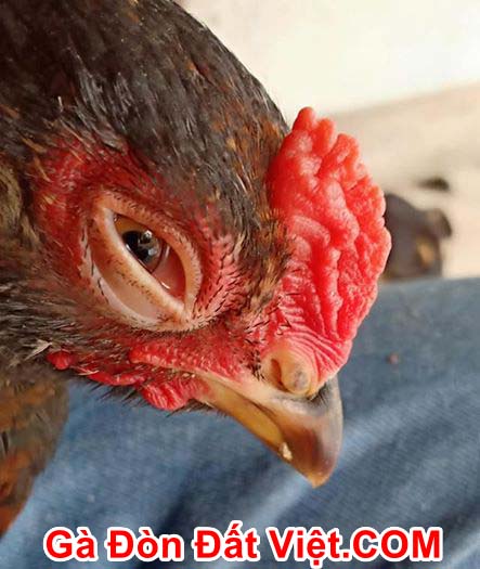 Gà chọi bị sưng mắt thể hiện gà đang bị bệnh không nên nuôi.