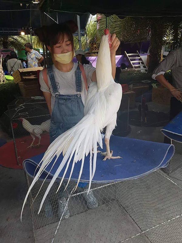 Gà chọi Thái Lan màu lông trắng được gọi là gà nhạn.