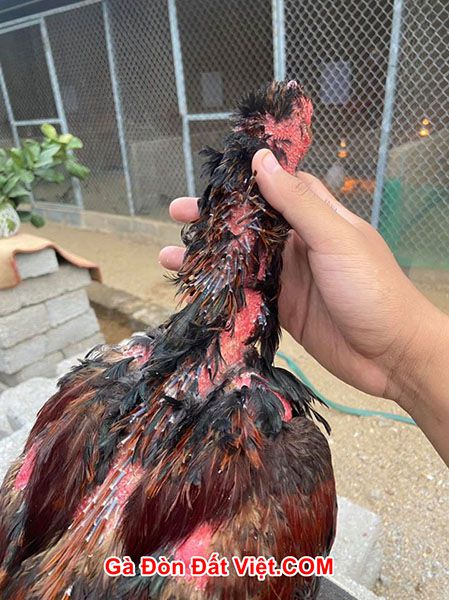Gà đang thay lông không nên đạp mái và đánh nhau. Có thể ảnh hưởng tới thể chất của gà. Khiến lông ống gà bị dập.