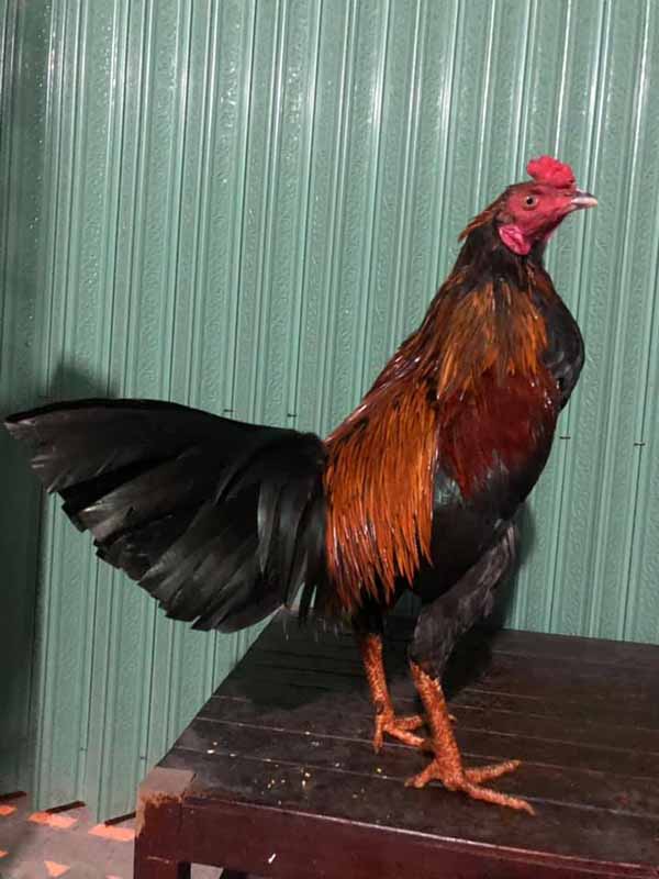 Gà Jap dòng gà chọi nổi tiếng có một phần gen của gà Shamo Nhật Bản và 1 phần gen gà Mỹ, Asil