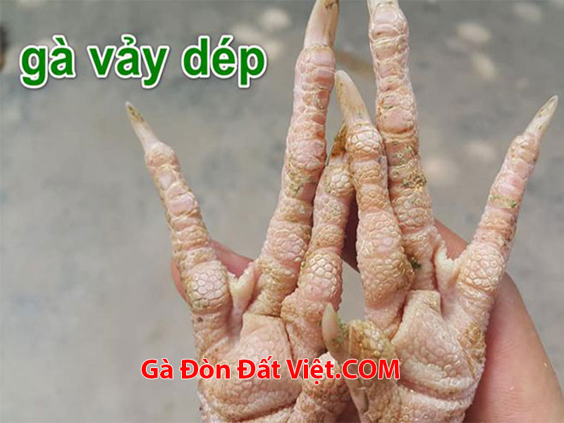 gà vảy dép