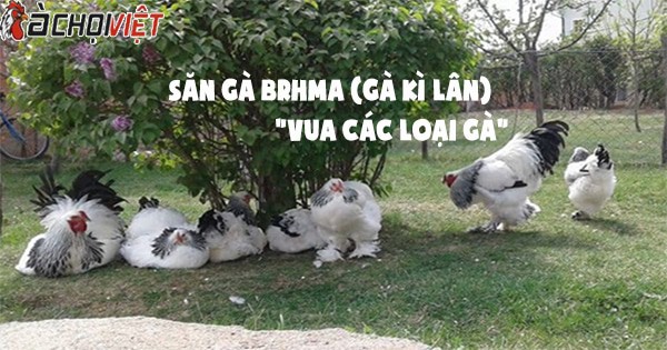 Giống gà to nhất Việt Nam