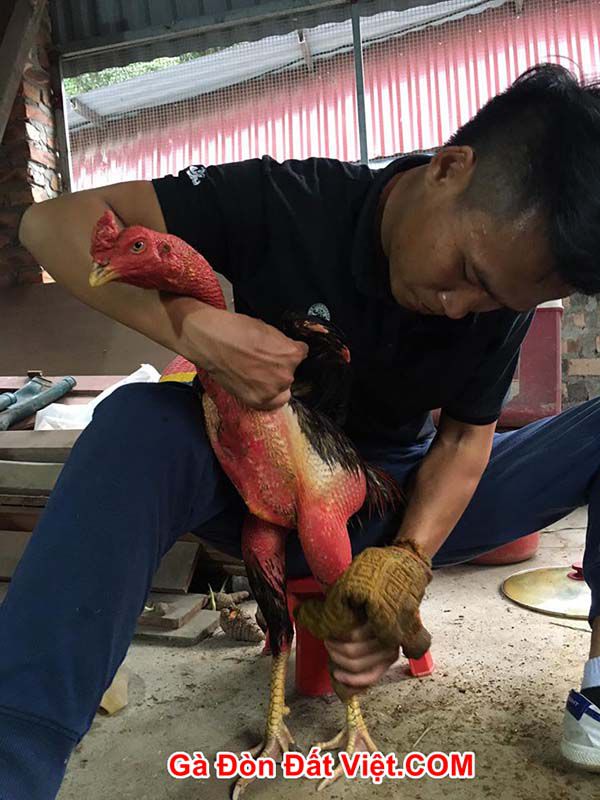 Hình ảnh chủ gà đòn Đất Việt đang om bóp vào nghệ cho gà.