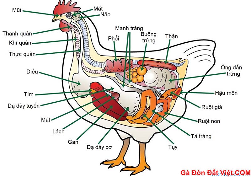 Kiểm tra kỹ hệ thống tiêu hóa của gà để tránh trường hợp bệnh tiêu hóa, ăn không tiêu. Dẫn tới gà chọi ăn nhiều nhưng vẫn gầy.