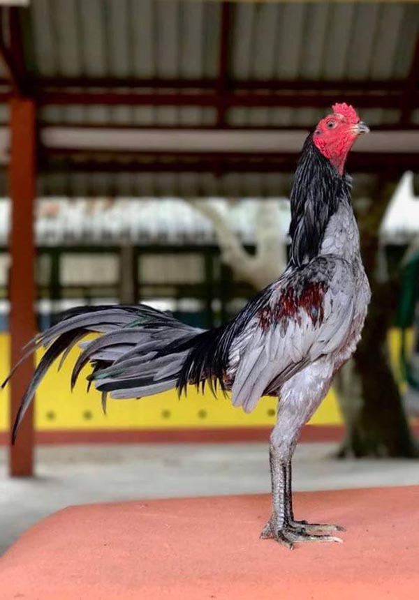 Phong trào chơi gà ở Thái Lan rất mạnh. Họ có những sới gà chọi của riêng mình.