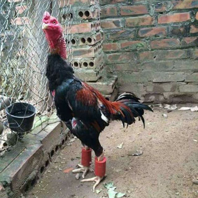 Tập luyện cho gà sử dụng các loại tạ chân. Sử dụng tạ chân cho gà khắc phục gà chọi bị yếu chân, mất gân cơ.