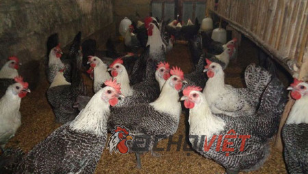 Gà Ai Cập – Giống gà siêu trứng “đẻ ra tiền”